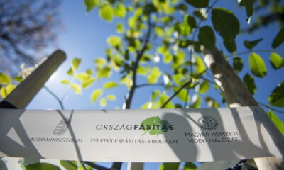 A településfásítási programban ötszáz millió forintból