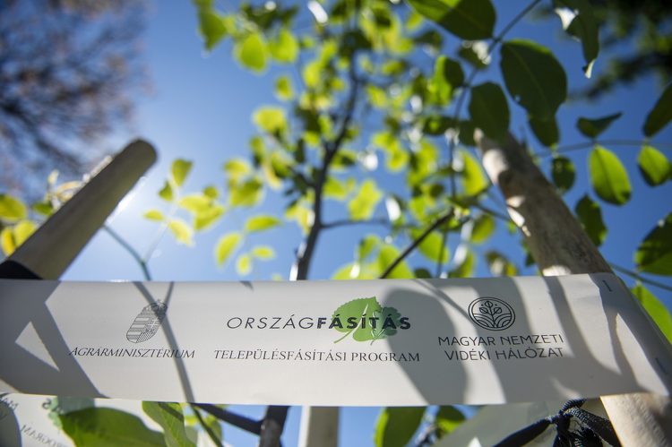 A településfásítási programban ötszáz millió forintból