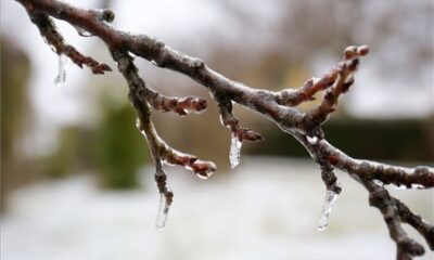 ónos eso Varga György