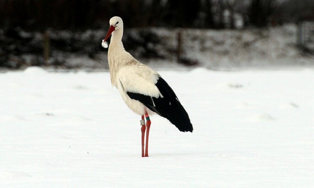 Storks gf1a8ab05d
