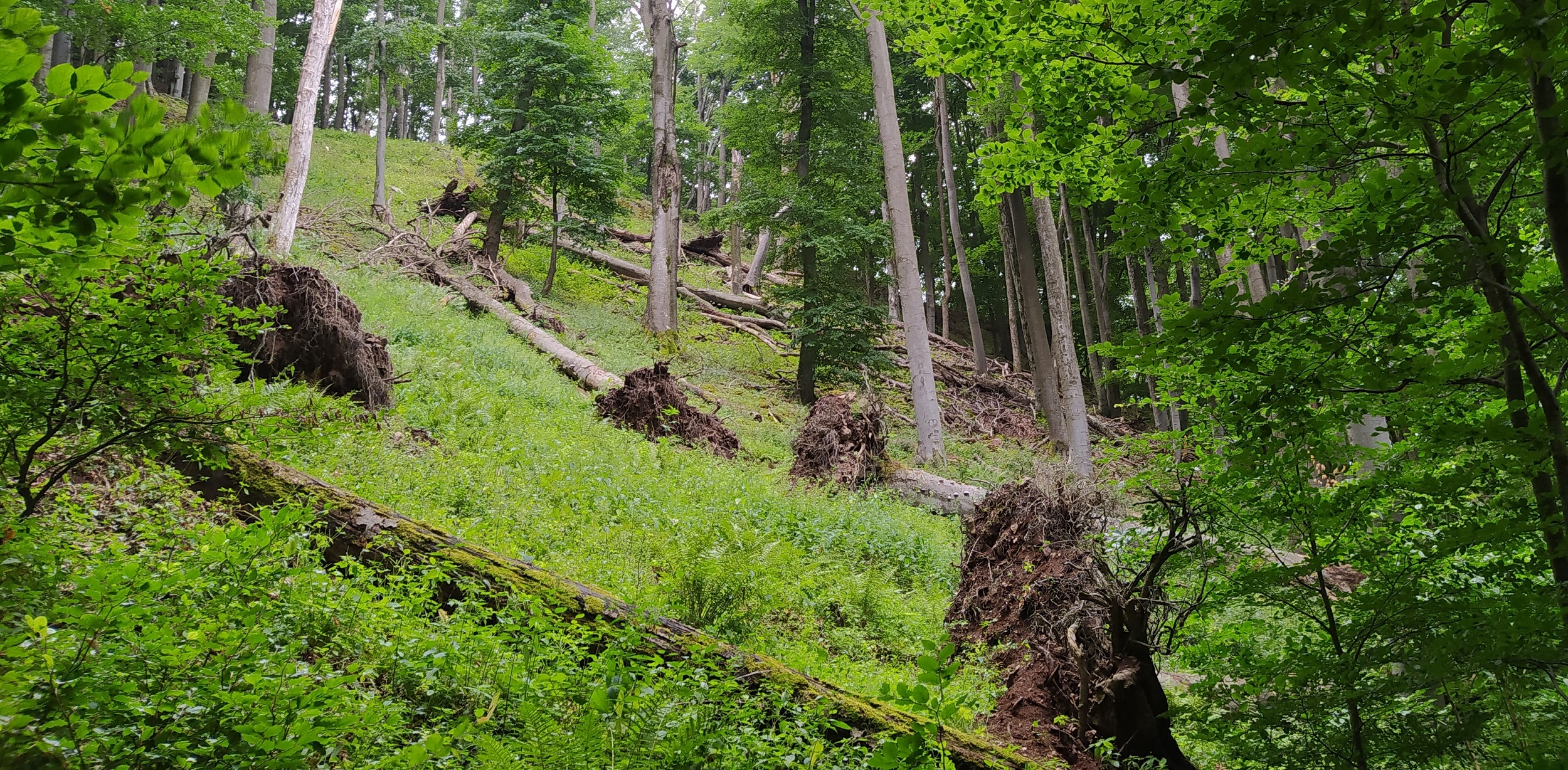 Forras erdorezervatum.hu oldal