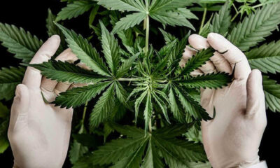 13794 cannabis kannabisz marihuana