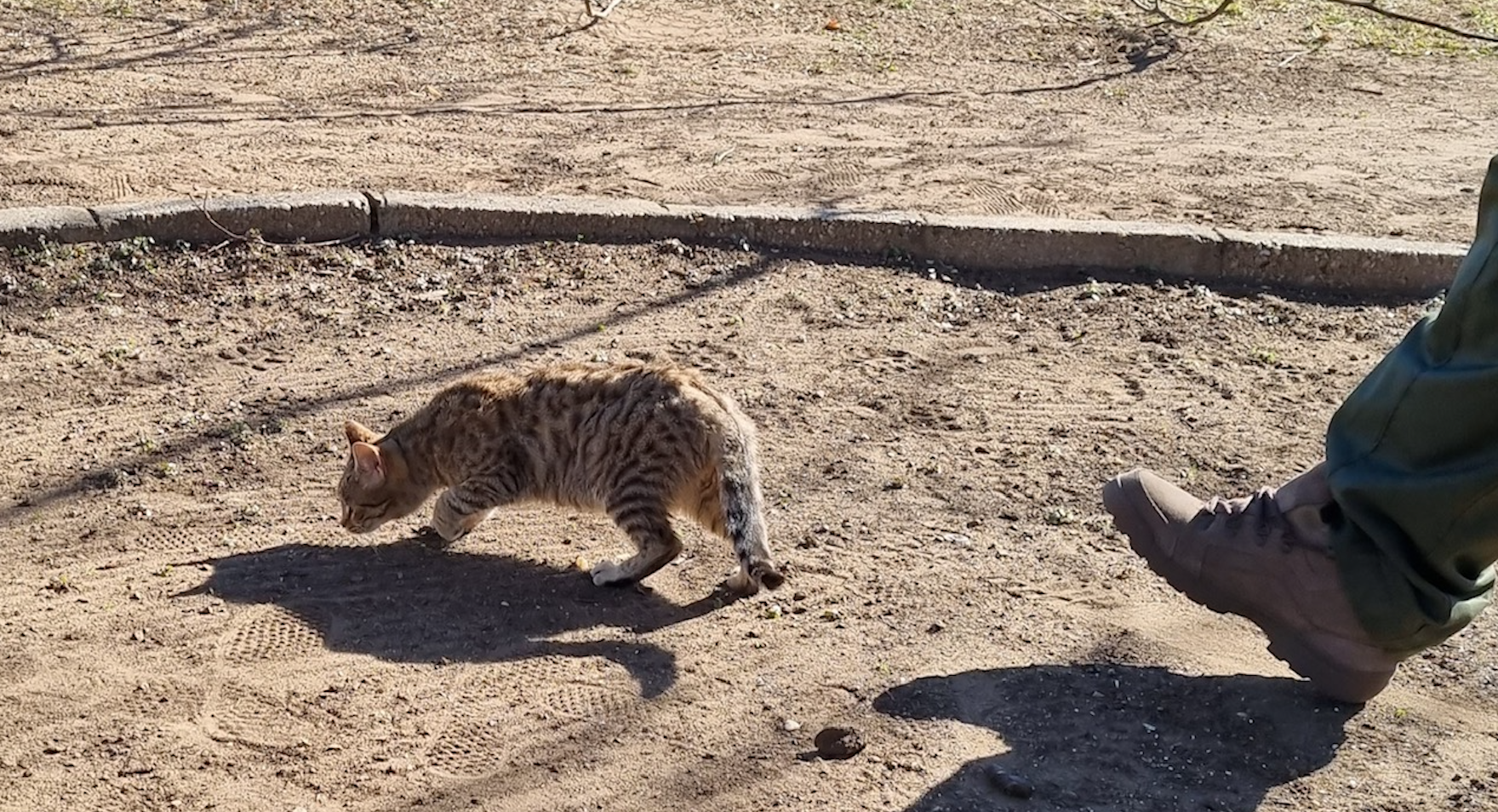 Képernyőfotó 2022 03 12 7.23.14