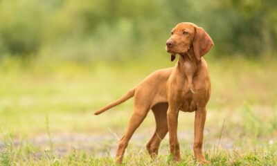 Magyar Vizsla