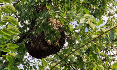 296172620 5373548949359182 2232292448974085497 n