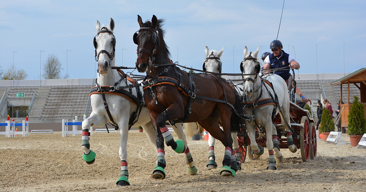 Dobro 202104 Szvarad PinterA og