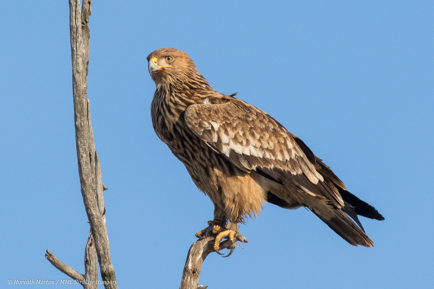 Sas, Horváth Márton