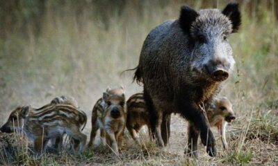 DzNMXZZQcVYxQAa 800x450 noPad