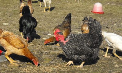 DSCF8002