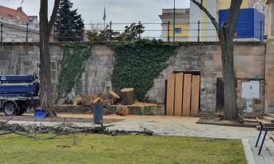 Fakivágás Eszterházy tér