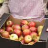 Midshot of shop assistant holding crate with organic apples in organic produce shop.