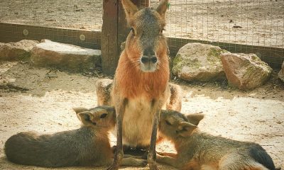 Mara