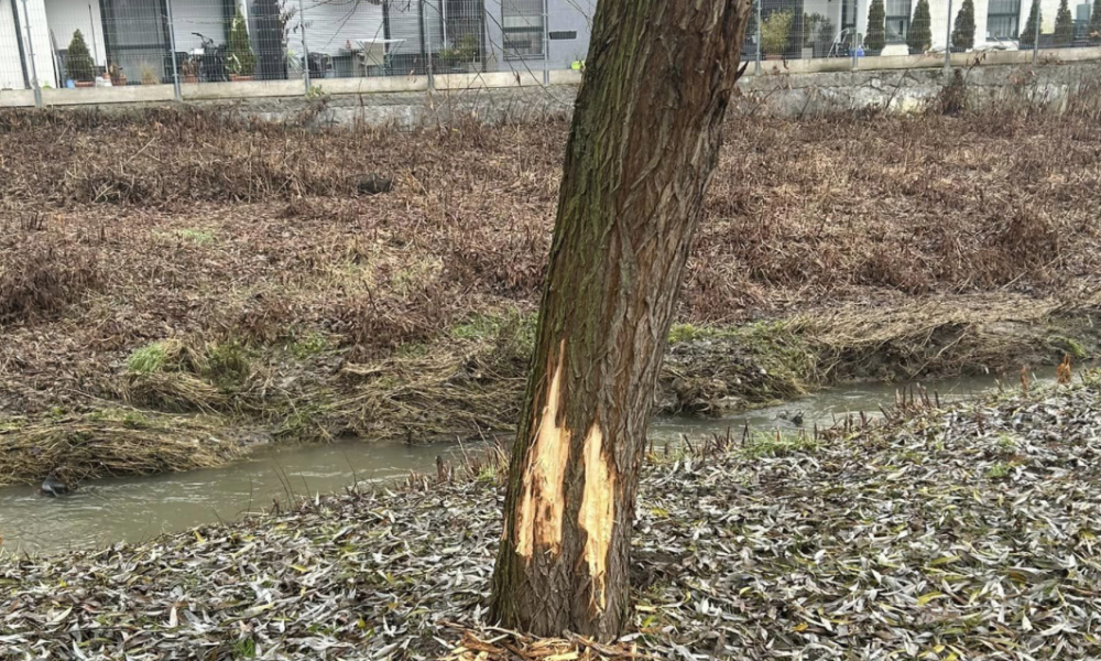 Képernyőfotó 2023 12 22 12.43.08