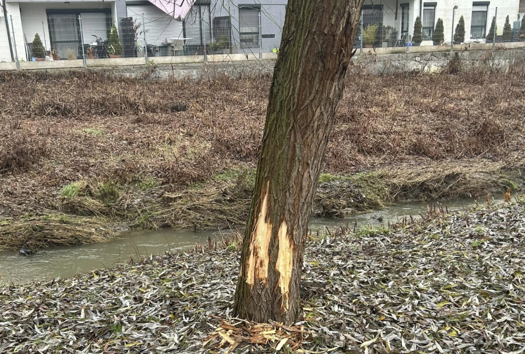 Képernyőfotó 2023 12 22 12.43.08