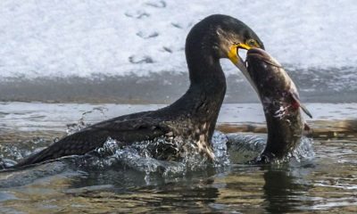 Kormoran11