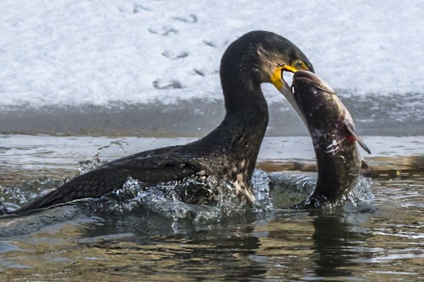 Kormoran11