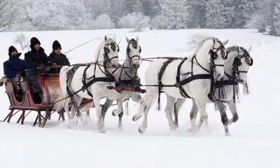 Lipicai e1611573841966 1024x576