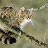 European Wildcat