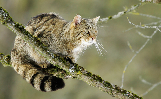 European Wildcat