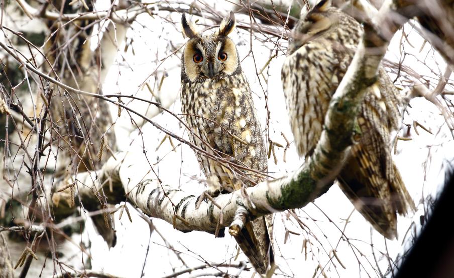Erdei fulesbaglyok tetelo kisujszallas 20180110 orban zoltan