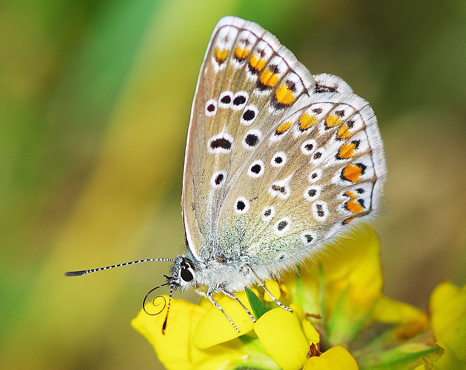 A boglárkalepkefélék, más néven: hangyaboglárka lepkék, avagy lángszinérfélék (Lycaenidae) a rovarok (Insecta) osztályának a lepkék (Lepidoptera) rendjéhez, ezen belül a valódi lepkék (Glossata) alrendjéhez tartozó család. (Forrás: Wikipédia)