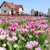 Tulipán