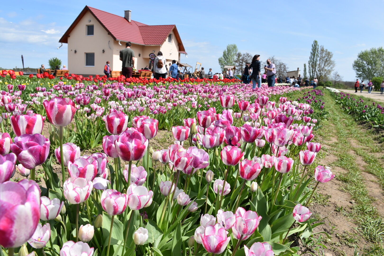 Tulipán