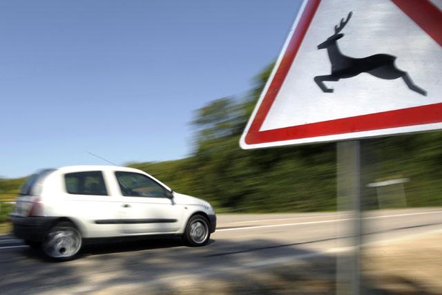 Vadgázolás őzek vadbaleset