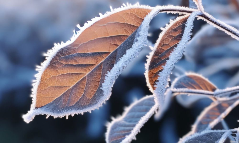 Leaves with frosty edges