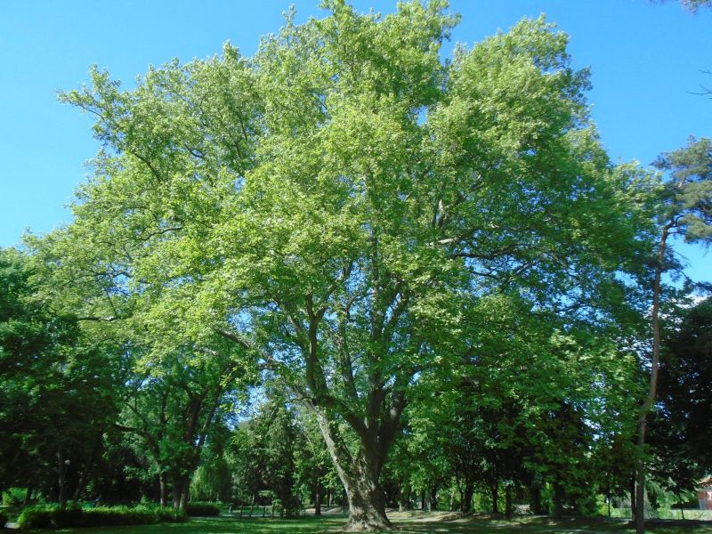 Platán (1)