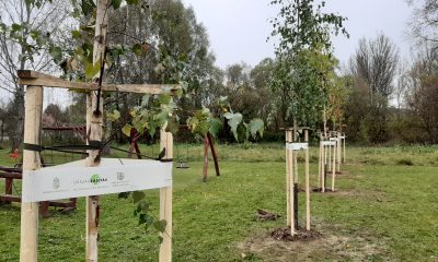 TELEPÜLÉSFÁSÍTÁS