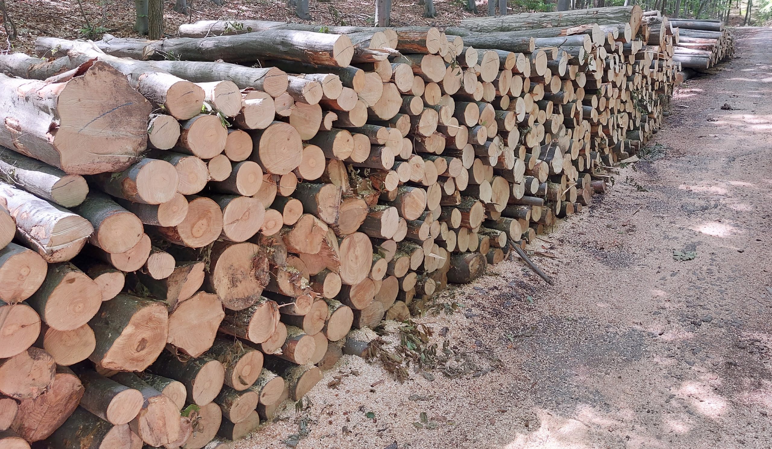 Tűzifa Vigh Ilona képe