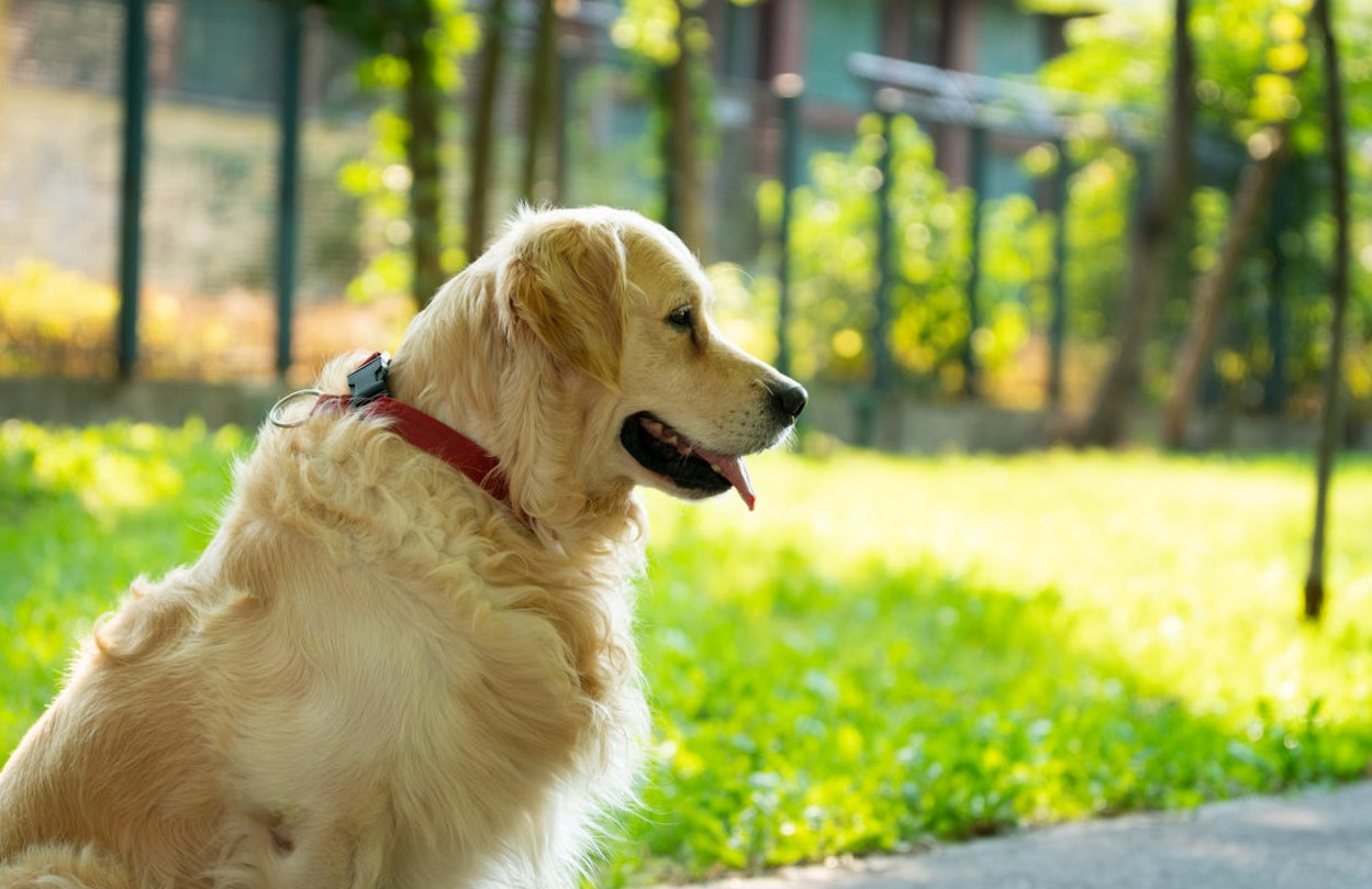 Httpspetguru.hu 2025 január Cikk1