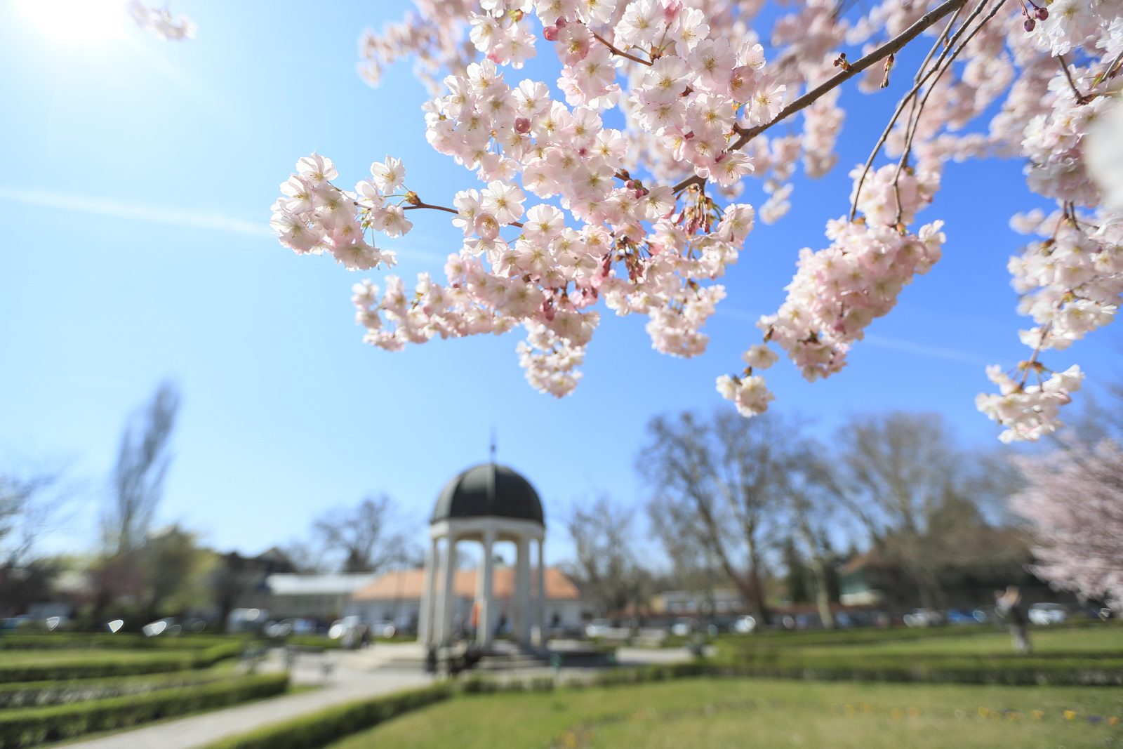 Agyagási dezső park tavasz
