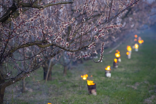 Fagy elleni védekezés egy balatonvilágosi gyümölcsösben