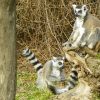 Jaszbereny zoo kep