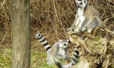 Jaszbereny zoo kep
