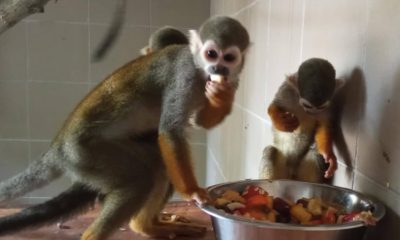 Képernyőfotó 2025 07 28 10.05.13