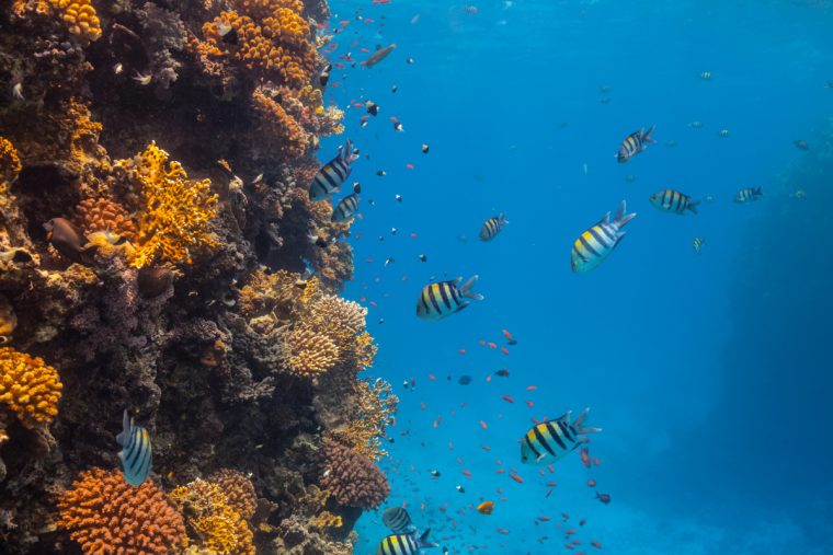 Underwater coral reef