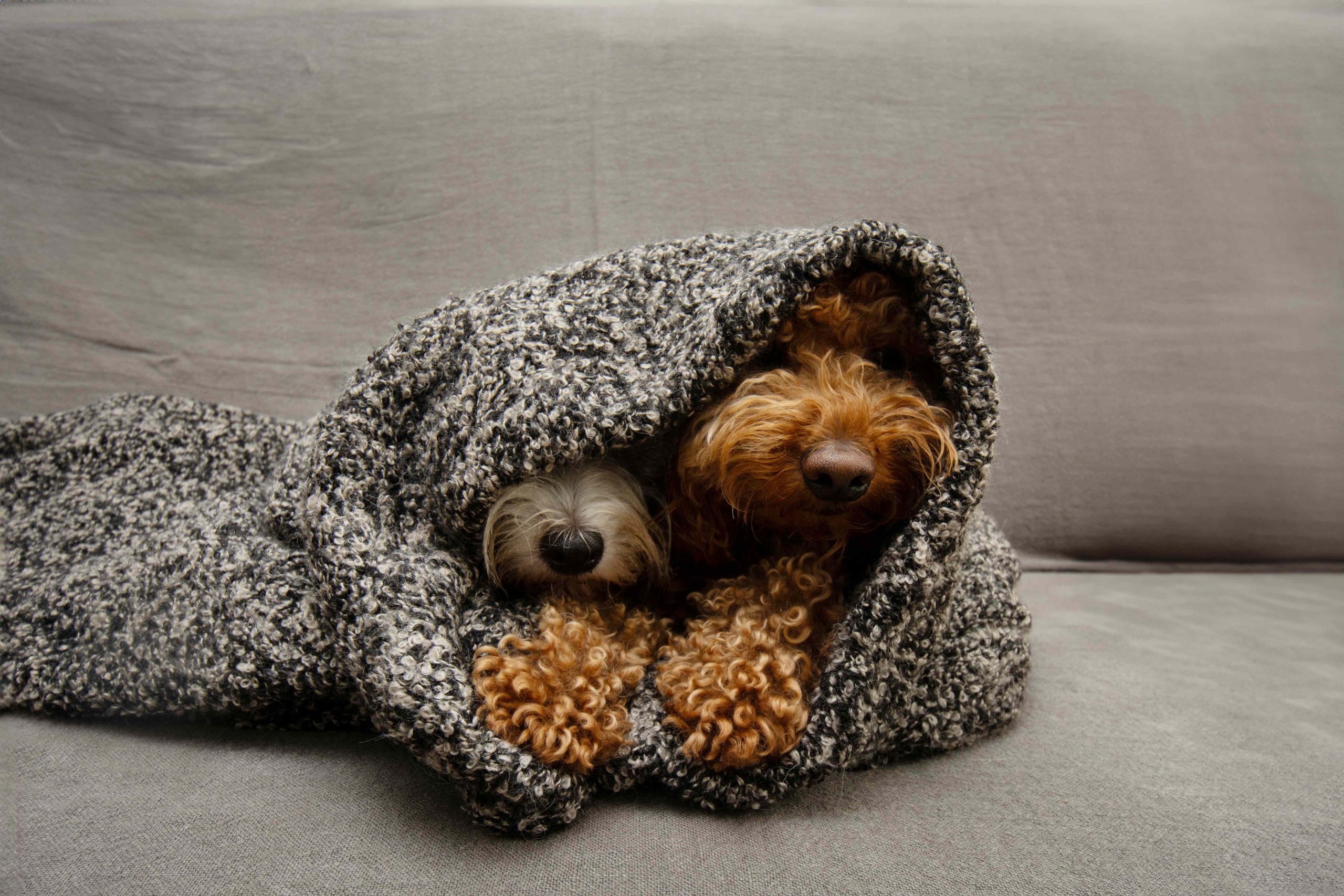 kutya