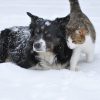 Dog 1755423 960 720 800x531
