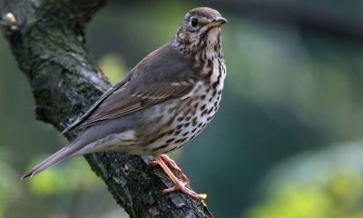 Enekes rigo kzs 1200x630 c