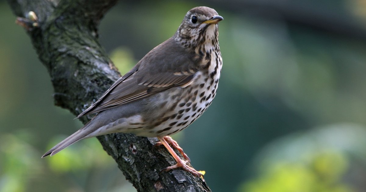 Enekes rigo kzs 1200x630 c