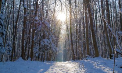Forest snow winter trees away sun tree cold 1254849.jpg!d