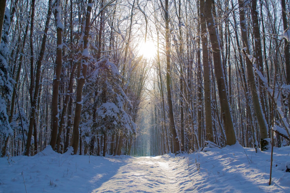Forest snow winter trees away sun tree cold 1254849.jpg!d