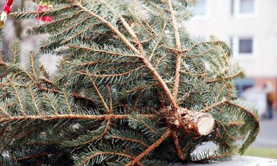 Tajekoztato a szentesi fenyofagyujtes rendjerol